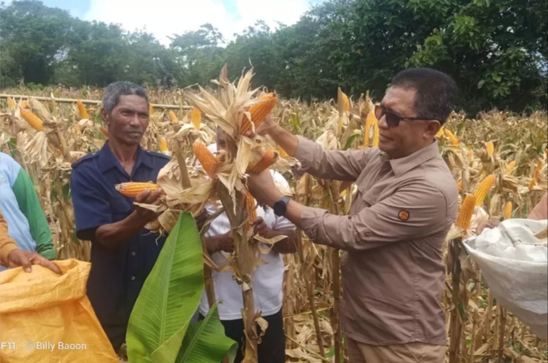 Panen Jagung Program TJPS Di Desa Belobatang, Wanita Tani Minta Mesin ...